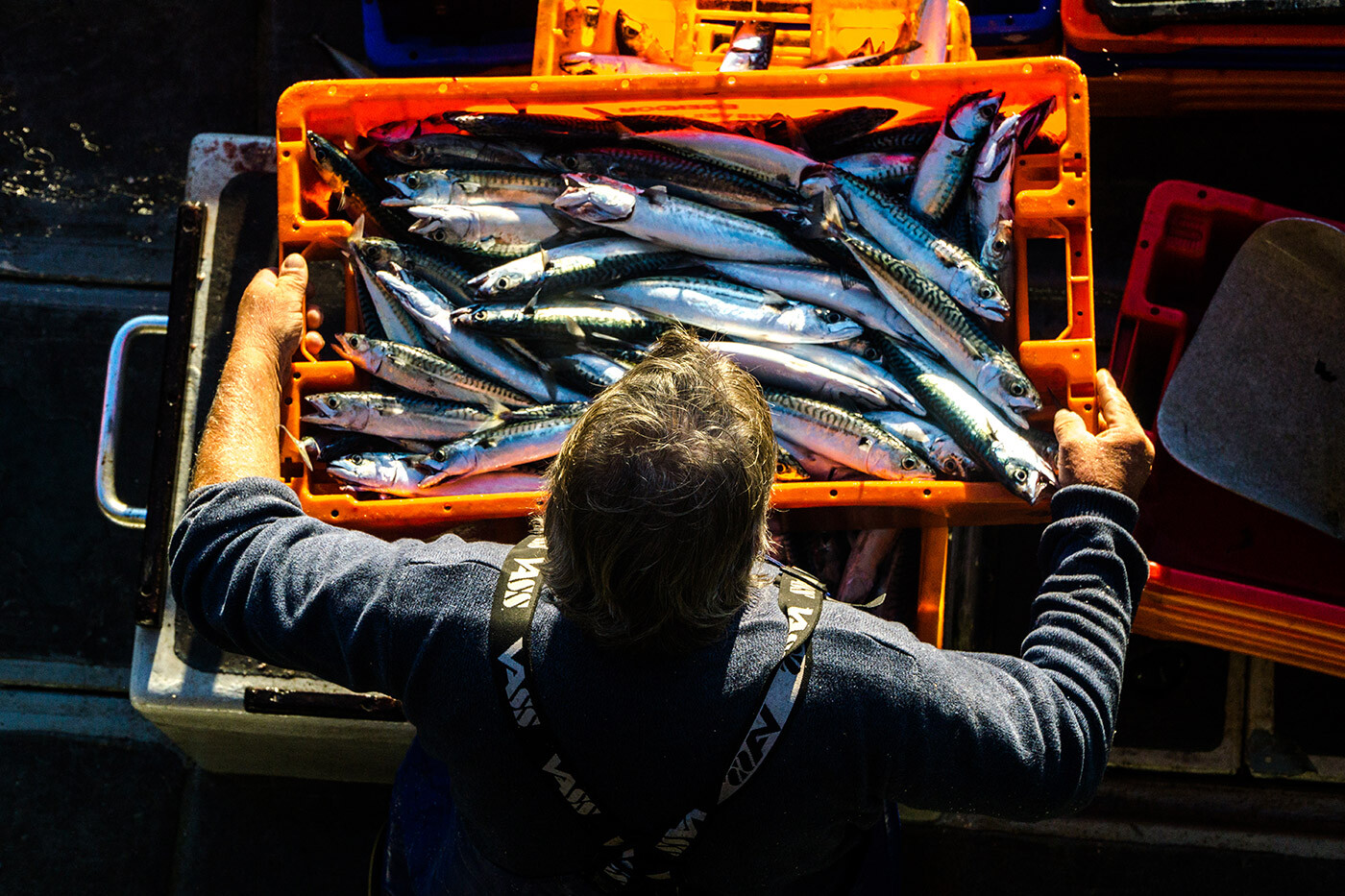 Man holding a tray of freshly caught mackerel Man holding a tray of freshly caught mackerel